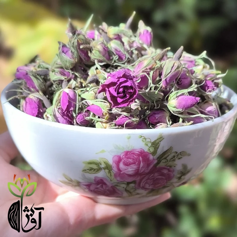 غنچه گل محمدی