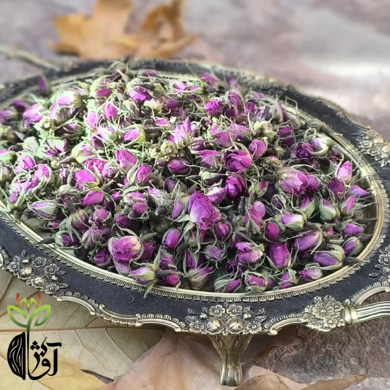 غنچه گل محمدی