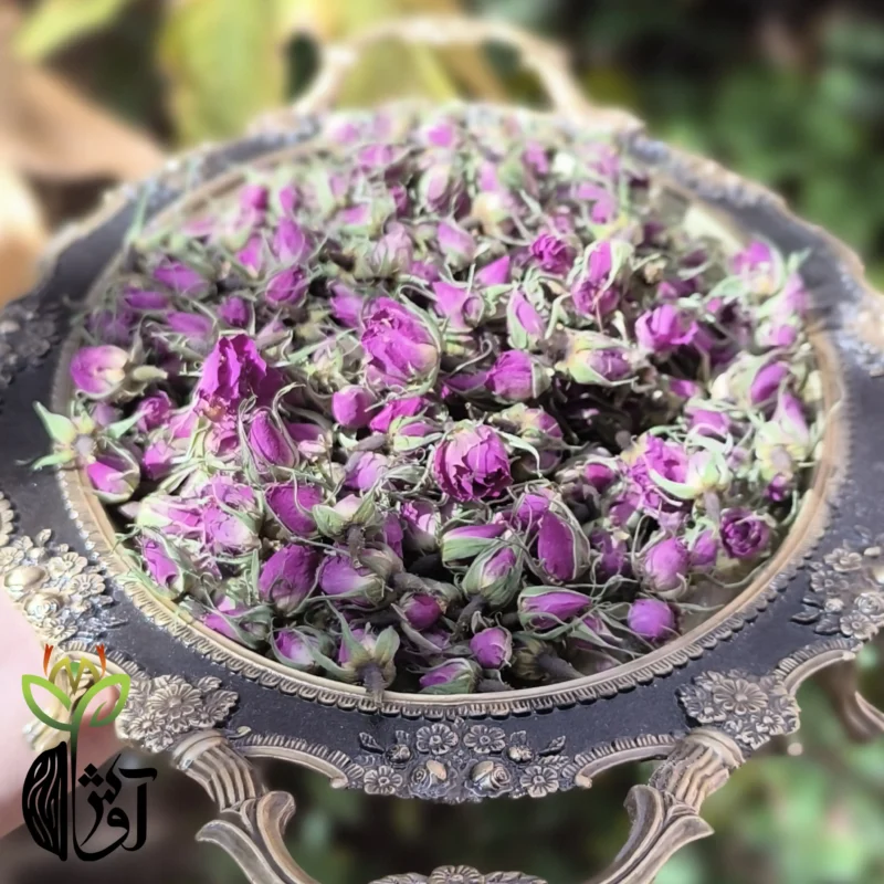 غنچه گل محمدی