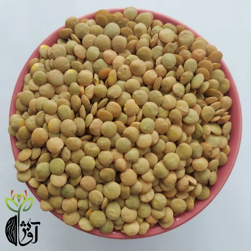 عدس کانادایی ساسکن