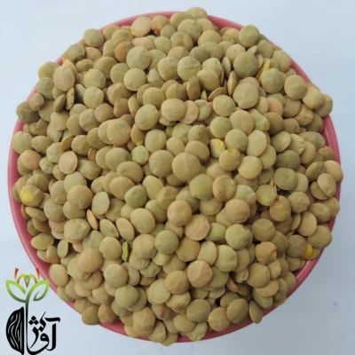 عدس روسی