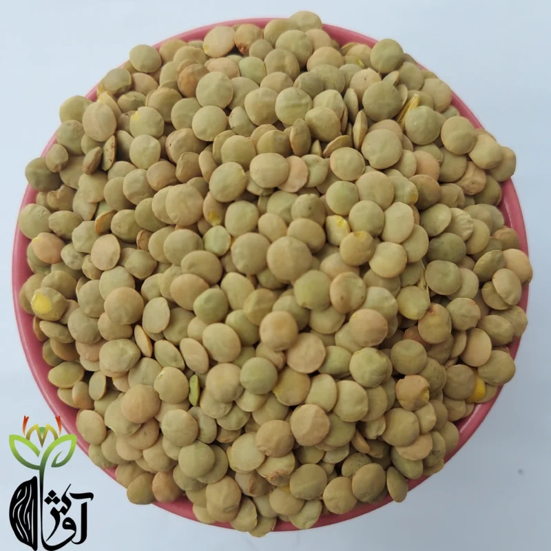 عدس روسی