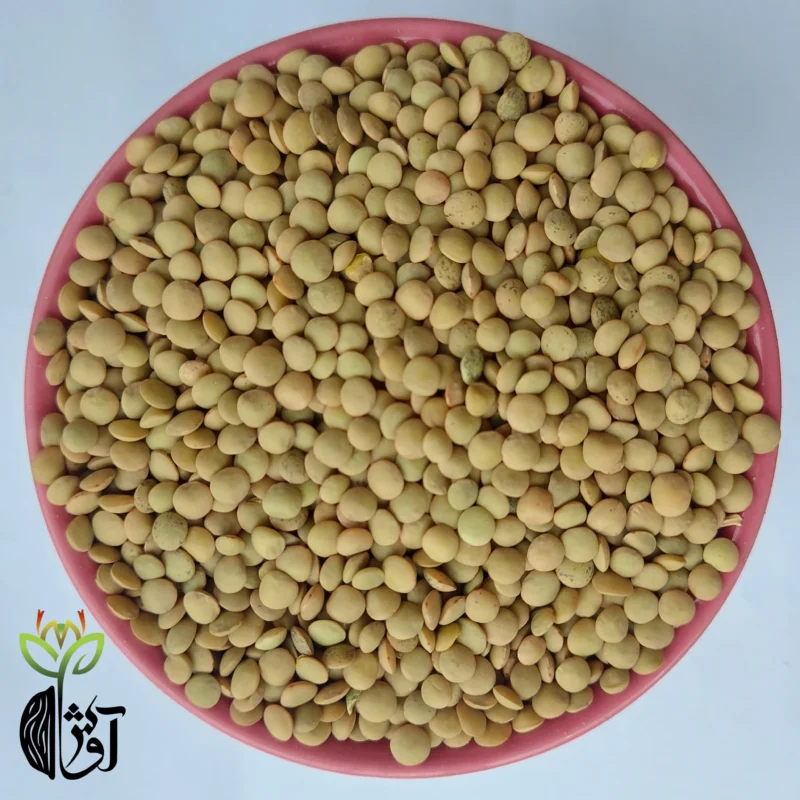عدس ریز کانادایی